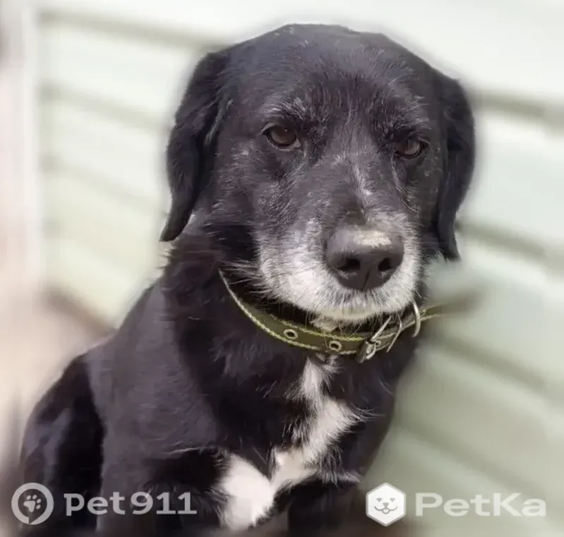 Пропала собака, Рабочий поселок Каменоломни, Чкалова, д. 54, Каменоломни — черный окрас, карие глаза, дружелюбный песик - photo