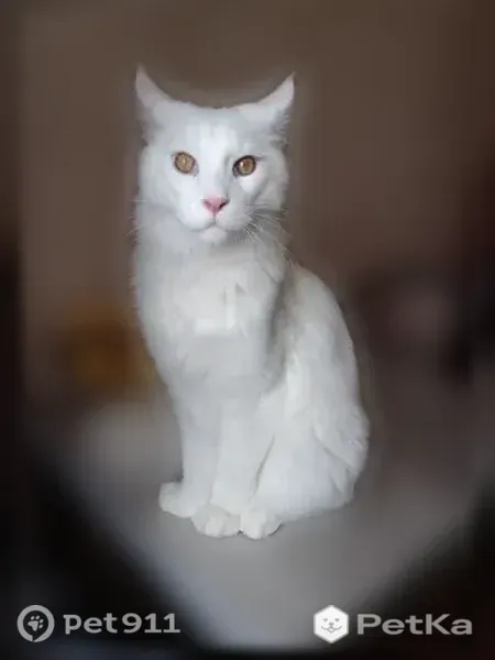Пропала кошка, 30 лет Победы, Сургут — белая, повреждена лапа - photo