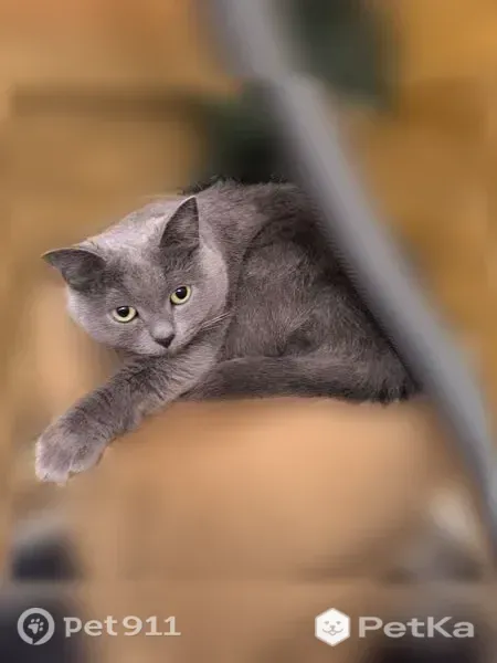Пропала кошка, Район Чкаловский (г Екатеринбург), Эскадронная, д. 29, Екатеринбург — светло-серая, с жёлтыми глазами - photo