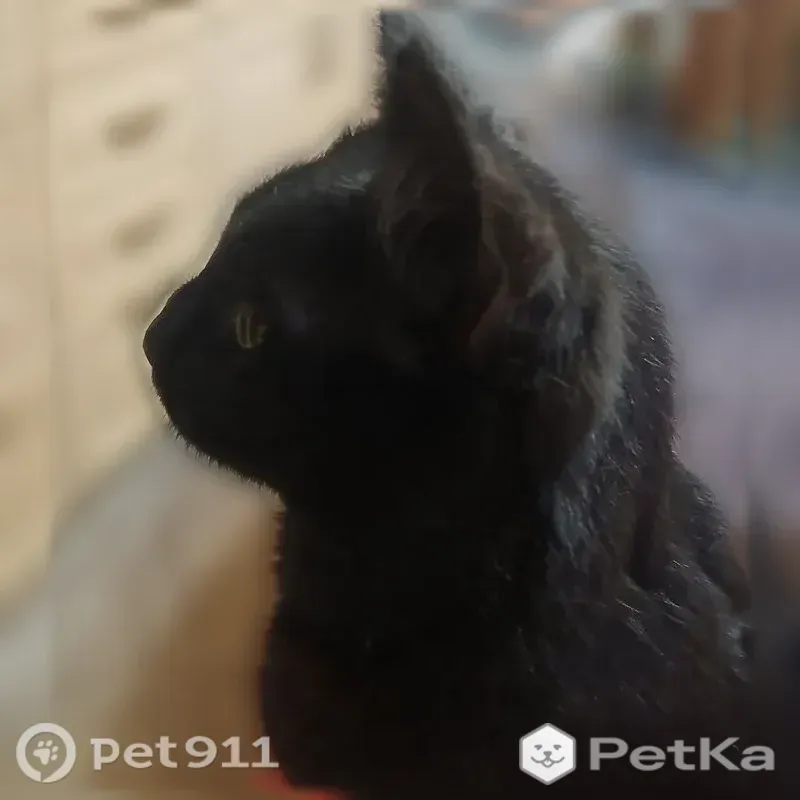 Пропала кошка, Ульяновск — весь чёрный, шрам на правом ухе - photo