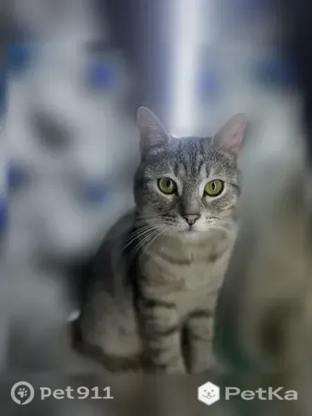 Пропала кошка, Североуральск, Комсомольская, д. 37 — серый домашний котик - photo