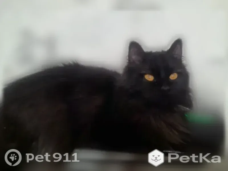 Пропала кошка, Елец, Кирова, д. 21 — чёрная, длинношерстная, очень пугливая - photo