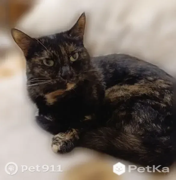 Пропала кошка, Павлика Морозова, Полевской — не любит людей, тёмная - photo