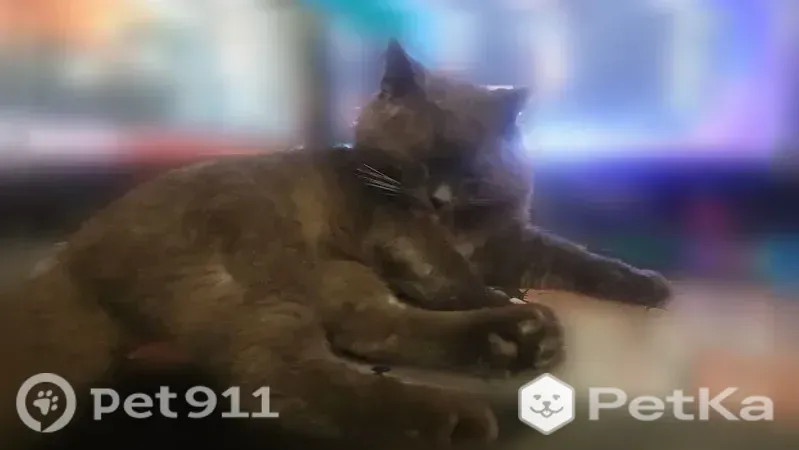 Пропала кошка, Ставрополь, Партизанская, д. 37 — британец, ушёл гулять и не вернулся - photo