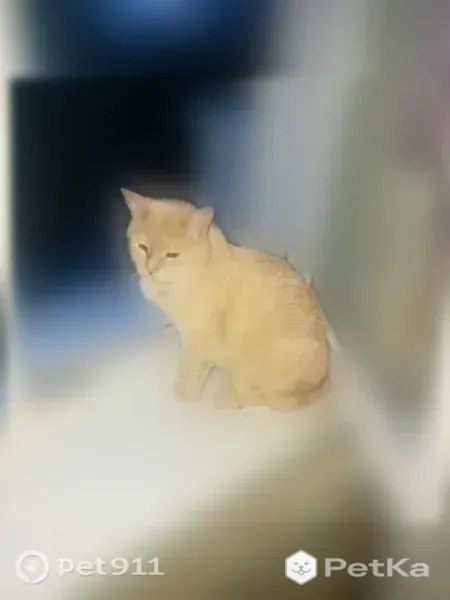 Найдена кошка, Белгород, Костюкова, д. 53а — рыжая, очень ласковая и умная - photo