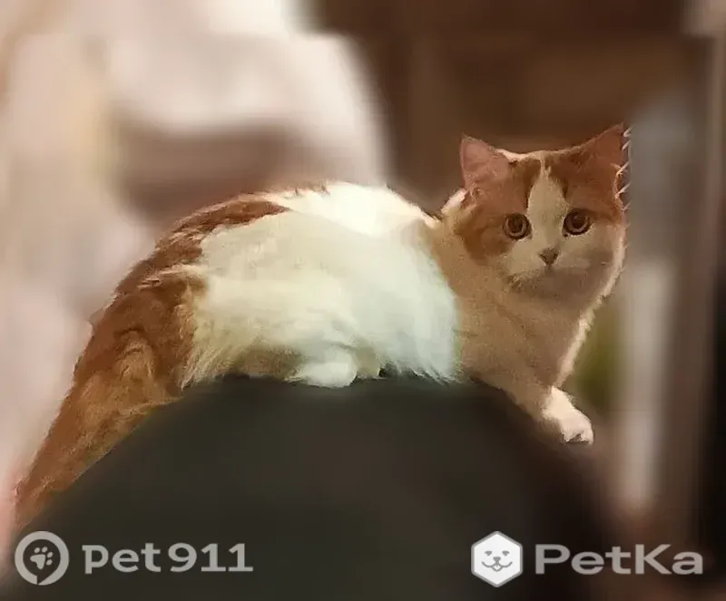 Пропала кошка, Кострома, Селищенский 1-й — бело-рыжая пушистая, нос как у перса - photo