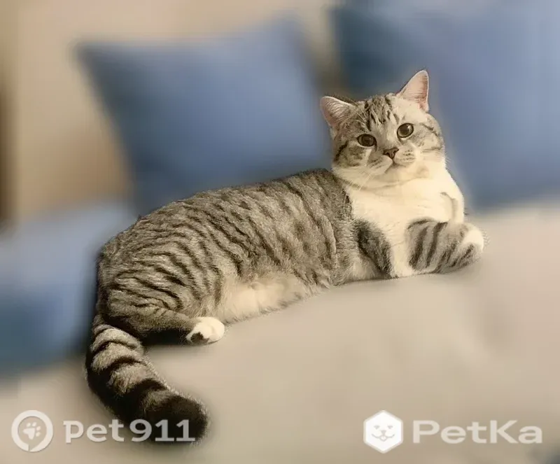 Пропала кошка, Деревня Софроны, Амурская — крупный прямоухий шотландец, пугливый - photo
