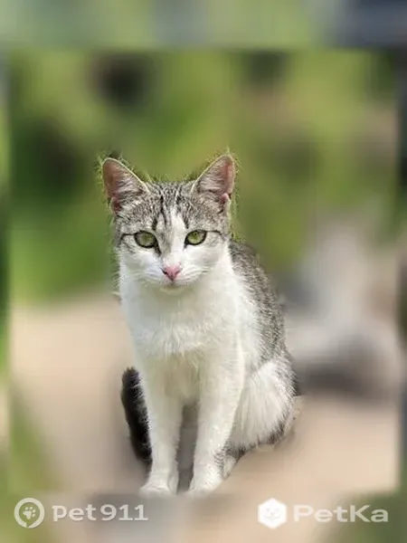 Кошка ищет дом, Москва — трёхцветная мама, котята 1,5–2 месяцев - photo