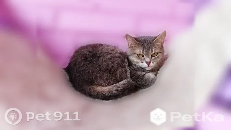 Пропала кошка, Ковров, Машиностроителей, д. 11 — серенькая, полосатая, боязливая - photo