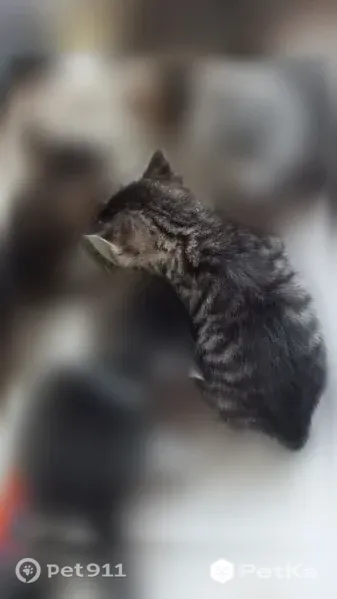 Кошка ищет дом, Территория снт Мошницы (деревня Мошницы), Солнечногорск — очень игривые, лоток освоили - photo