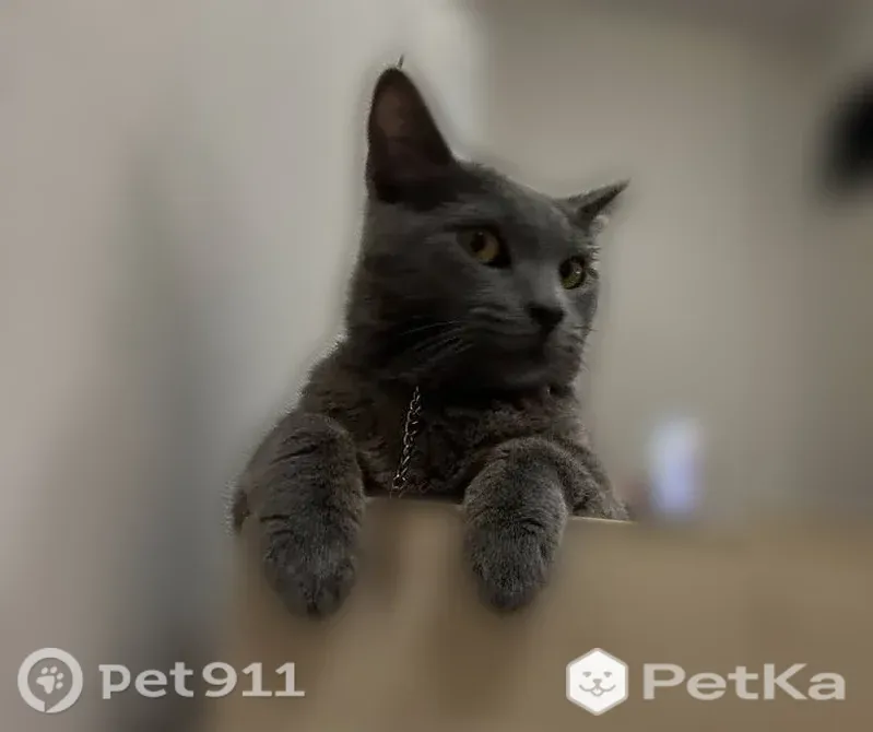 Пропала кошка, Семашко, д. 4/1, Ставрополь — с цепочкой и светло-голубым шариком - photo