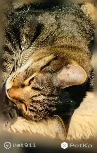 Пропала кошка, Строителей, д. 27, Кемерово — кот 5–6 лет, полосатая - photo