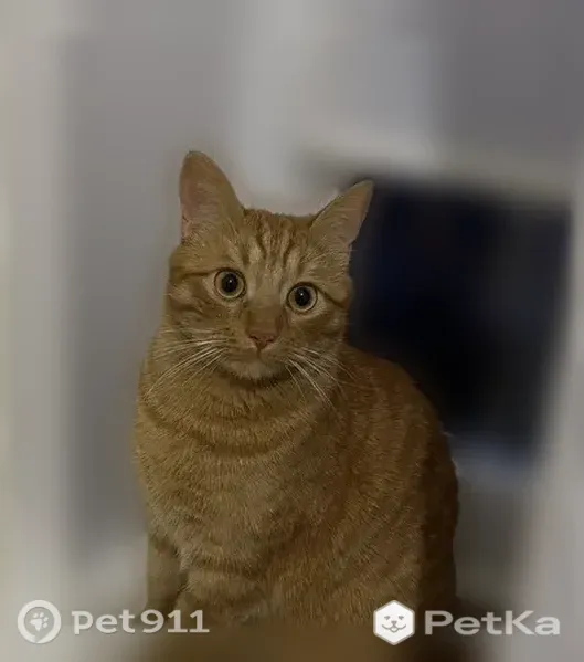 Пропала кошка, Ватутина, д. 2б, Белгород — рыжая, игривая - photo