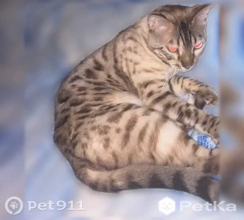 Пропала кошка, Соль-Илецк, Зеленый Клин, Соль-Илецк — без коготков на передних лапах - photo