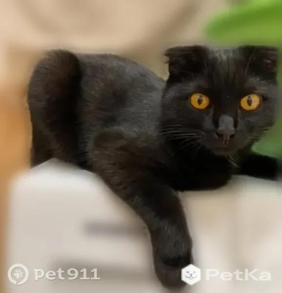 Пропала кошка, Прокопьевск, Гагарина, д. 16 — чёрный окрас, короткий сломанный хвост - photo