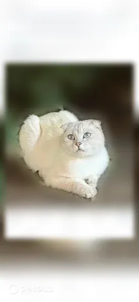 Пропала кошка, Кирова, д. 6, Тамбов — серебристая шиншила, идёт на контакт - photo