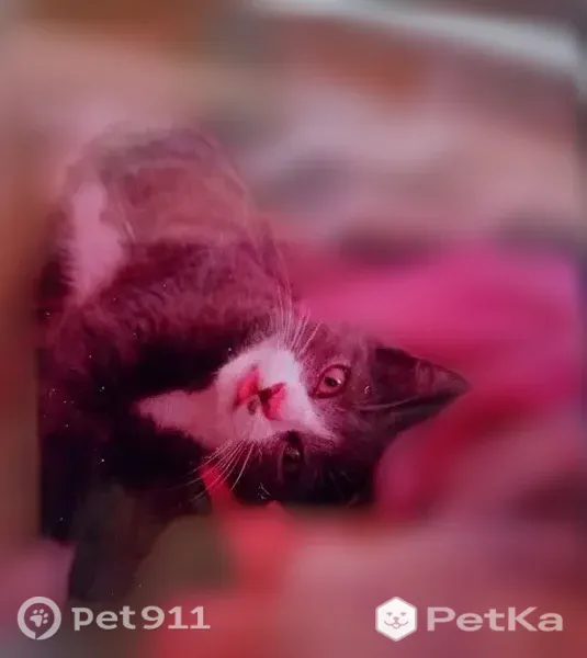 Пропала кошка, Приморско-Ахтарск — серо-белая, пятнышко на мордочке - photo