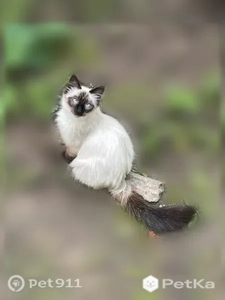 Найдена кошка, Октября, Уфа — ярко голубые глаза, домашняя - photo