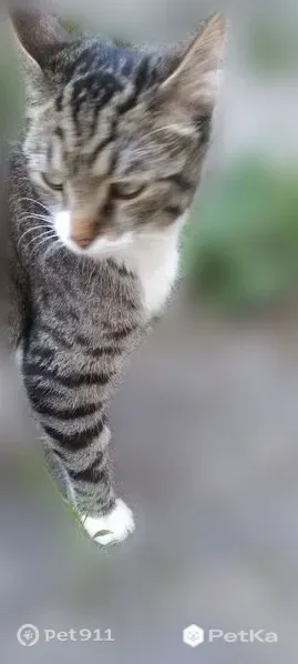 Кошка ищет дом, Воскресенск — молодой, кастрированный, ласковый - photo