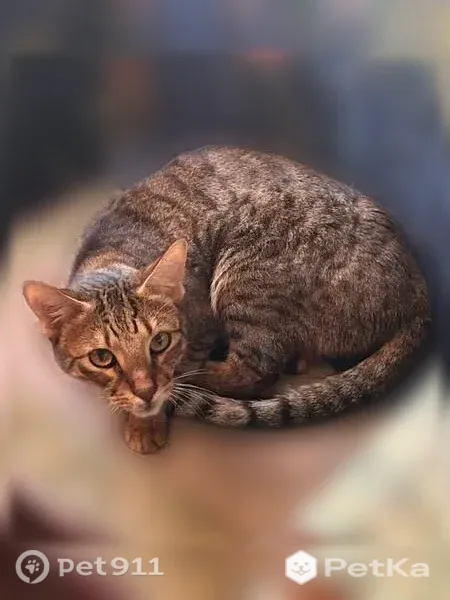 Пропала кошка, Поселок Моторное, Моторное — яркий оранжевый ошейник, ходит косолапо - photo