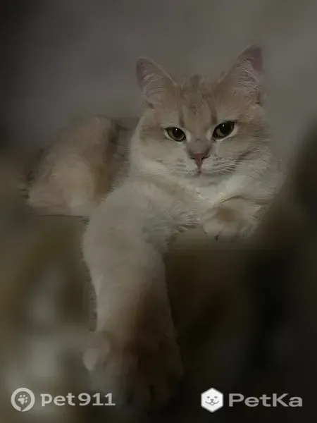 Пропала кошка, Микрорайон 3-й (г Лянтор), д. 9, Лянтор — персиковый окрас, чёрный кончик хвоста - photo