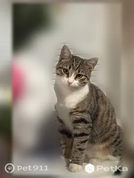 Пропала кошка, им. Космонавта Гагарина, Краснодар — стерилизованная, пугливая, домашняя - photo