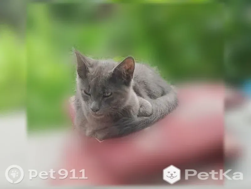 Кошка ищет дом, Ладушкин, Береговая, Ладушкин — ласковая, видно, что жила с людьми - photo