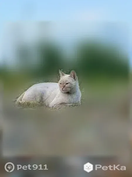 Пропала кошка, Ооржака Лопсанчапа, Кызыл — откликается на Хэппи - photo