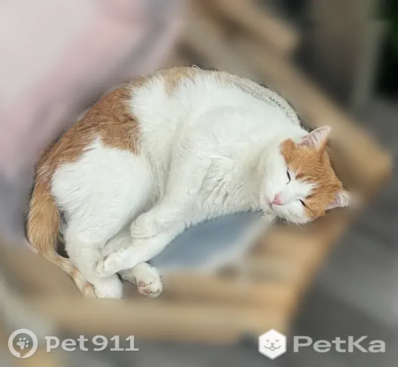 Пропала кошка, Казань, Космонавтов, Казань — рыже-белая, зелёные глаза, очень умная - photo