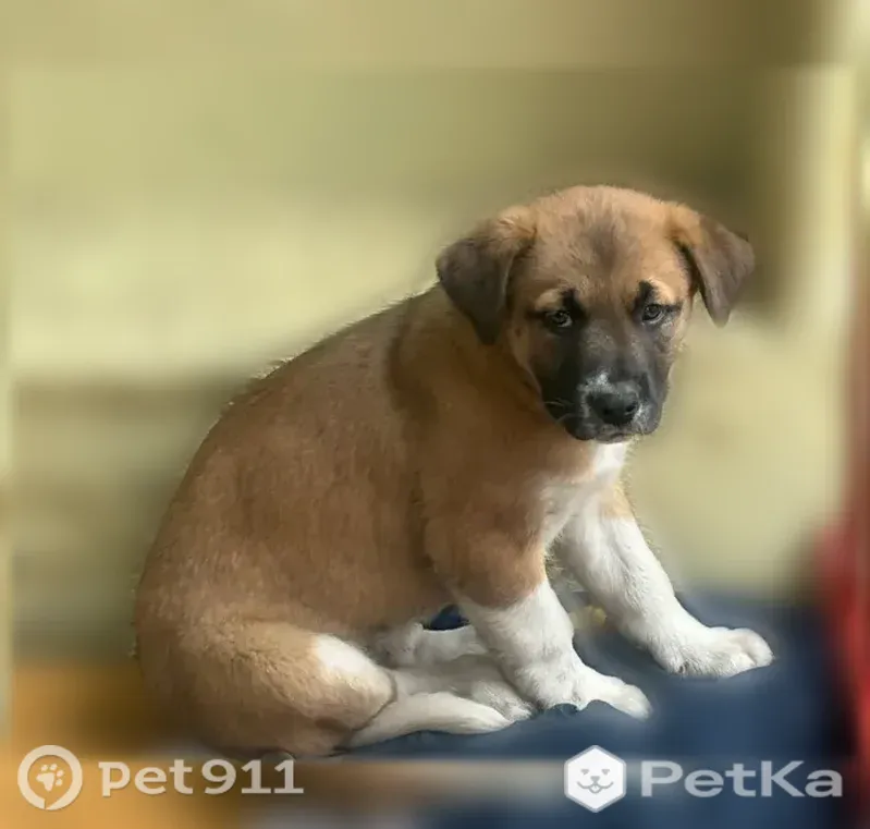 Пропала собака, Макеевка, 7-й Коттеджного посёлка, д. 51 — щенок Айза, около 2 месяцев - photo