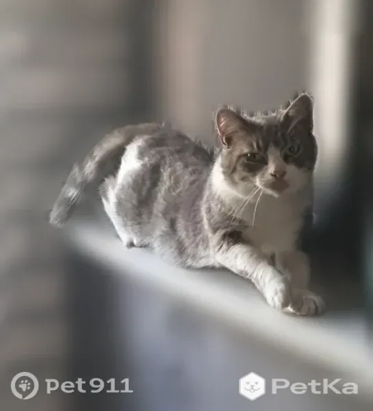 Пропала кошка, Кисловодск, Катыхина — серый окрас, зелёные глаза, сломан хвост - photo