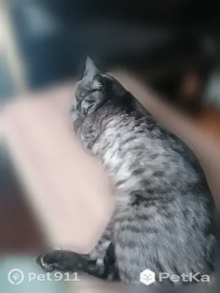 Пропала кошка, Чусовой, Космонавтов, д. 5 — одно ухо ободрано, пятнистый кот - photo