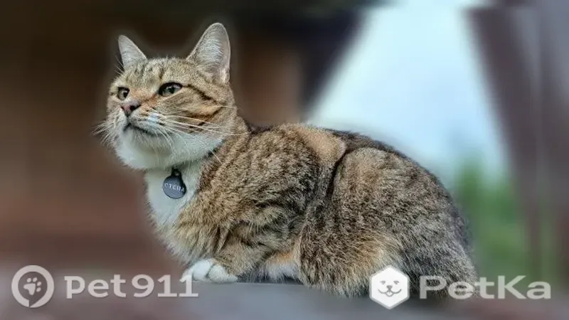 Пропала кошка, Деревня Ореховно — серый в полоску кот Стёпа, 10 лет - photo