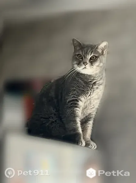 Пропала кошка, Ленинградский, д. 47, Кемерово — серый кот, кличка Сэт - photo