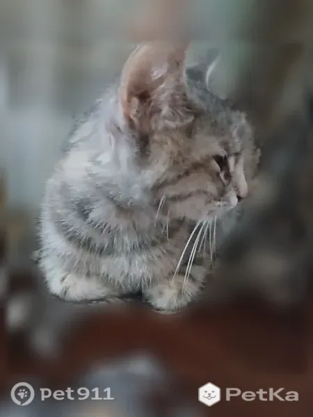 Кошка ищет дом, Таганрог, Свободы, д. 29 — ласковая, но из-за стресса не ест - photo