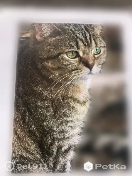 Пропала кошка, Маршала Жукова, д. 86, Иркутск — буковка М на лбу, выпала из окна - photo