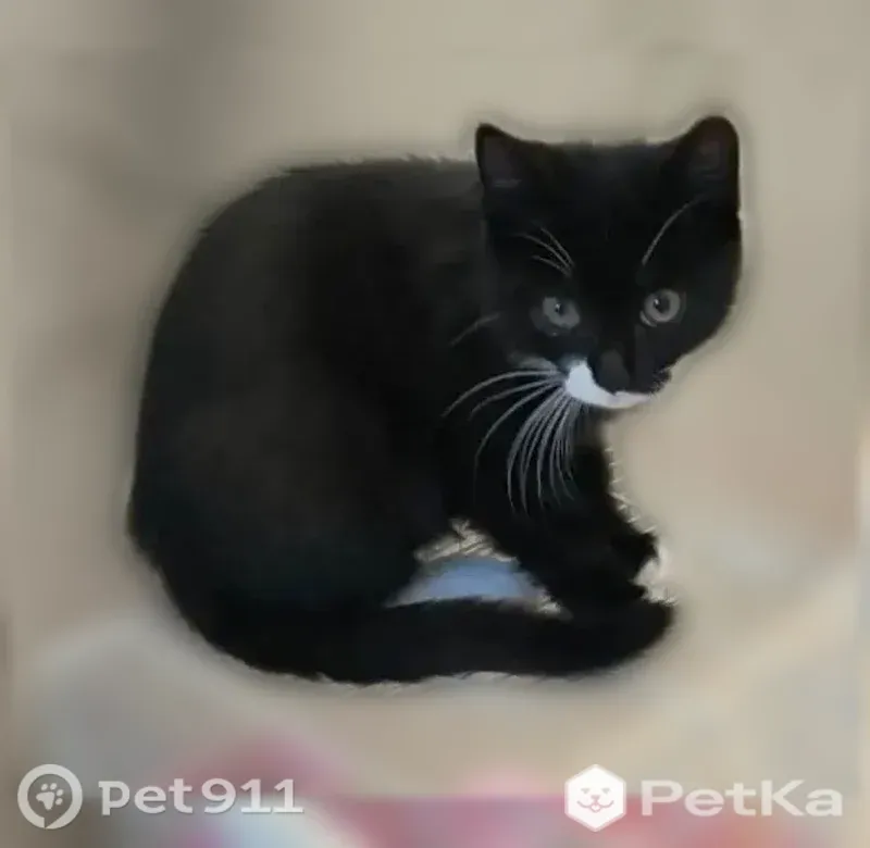Пропала кошка, 45 Параллель, д. 5/3а, Ставрополь — чёрный котёнок 6 месяцев - photo