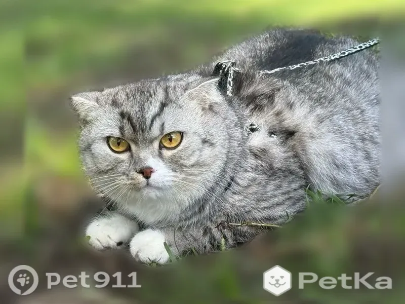 Пропала кошка, Красноармейская, д. 53, Киров — серый вислоухий кот, янтарные глаза - photo
