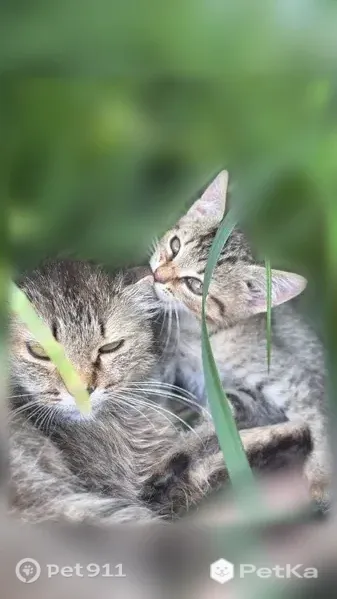 Кошка ищет дом, Мариинский Посад, Лазо — 4 котёнка, диковатые, около двух месяцев - photo