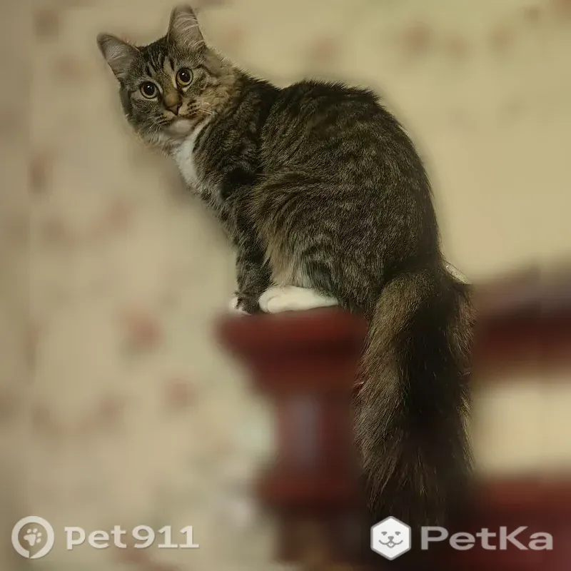 Пропала кошка, Поселок Ларионово, Ларионово — белая грудка и носочки на лапках - photo