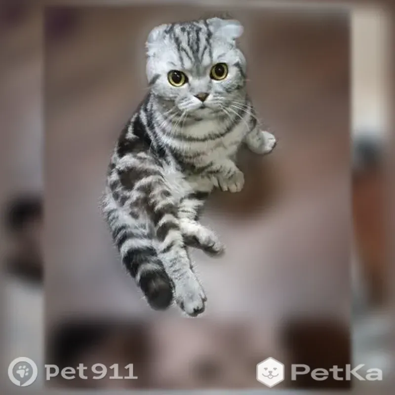 Пропала кошка, Энгельс, Ленина — молодой кот, 3 года, зелёный ошейник - photo