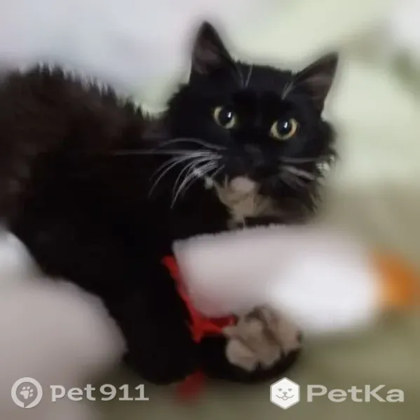 Пропала кошка, Щучье, 1 Мая, д. 144, Щучье — сибирская, спокойный мальчик - photo