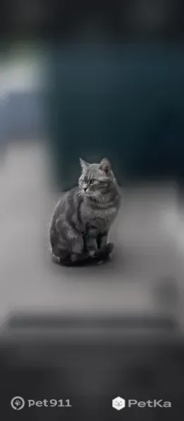 Найдена кошка, Рихарда Зорге, д. 121, Казань — сидит под балконом с торца дома - photo