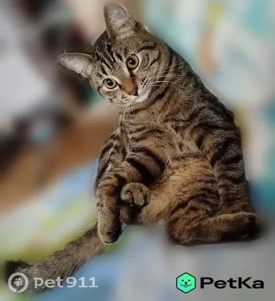 Пропала кошка, Омск — полосатая кошка с чёрными полосками, боится чужих - photo