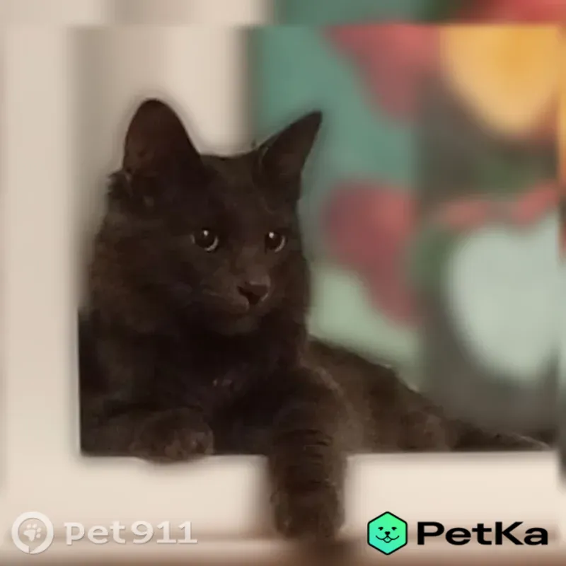 Пропала кошка, Кохма, Ивановская, д. 38 — тёмно-серая, с пушистым хвостом - photo