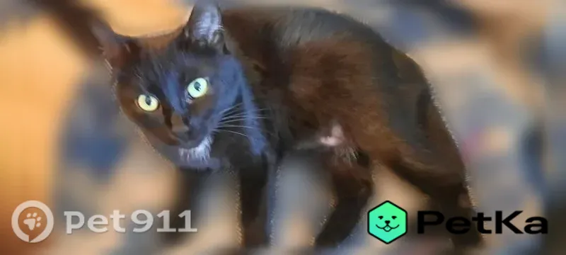 Пропала кошка, Ярославль, Угличская, д. 52 — чёрная, с белым пятнышком на груди - photo