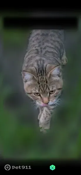 Пропала кошка Мальчик, Болотное (rl1225638) - photo