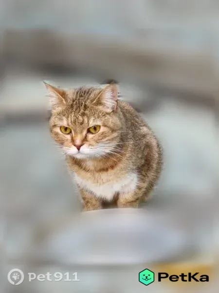Найдена кошка, Улица Физкультурная 1Б - photo