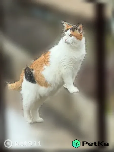 Пропала кошка, Деминская, Кострома — трёхцветка, выскочила из машины - photo