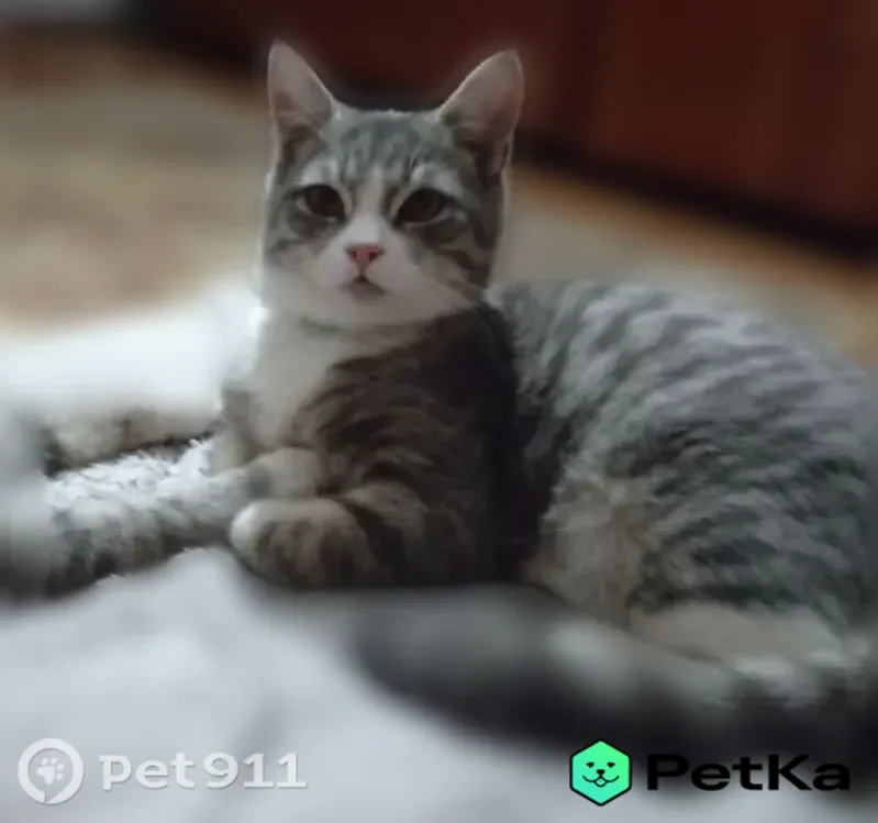 Пропала кошка, Миллерово, Партизанская — с синим ошейником - photo